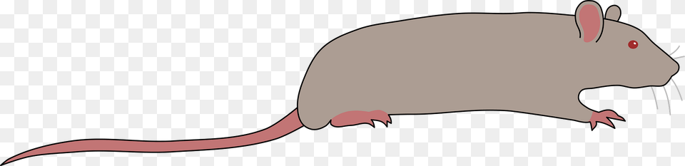 Rat Clipart, Animal, Mammal, Rodent Free Png Download