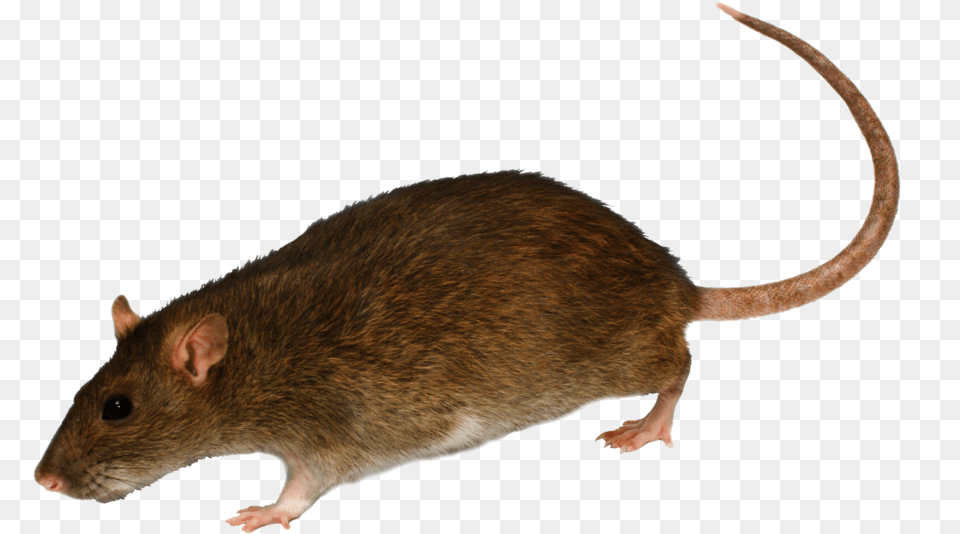 Rat Clipart Transparent Background Mouse Rodent, Animal, Mammal Free Png Download