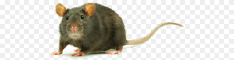 Rat Clipart Transparent Clipart Rat, Animal, Mammal, Rodent, Head Free Png Download