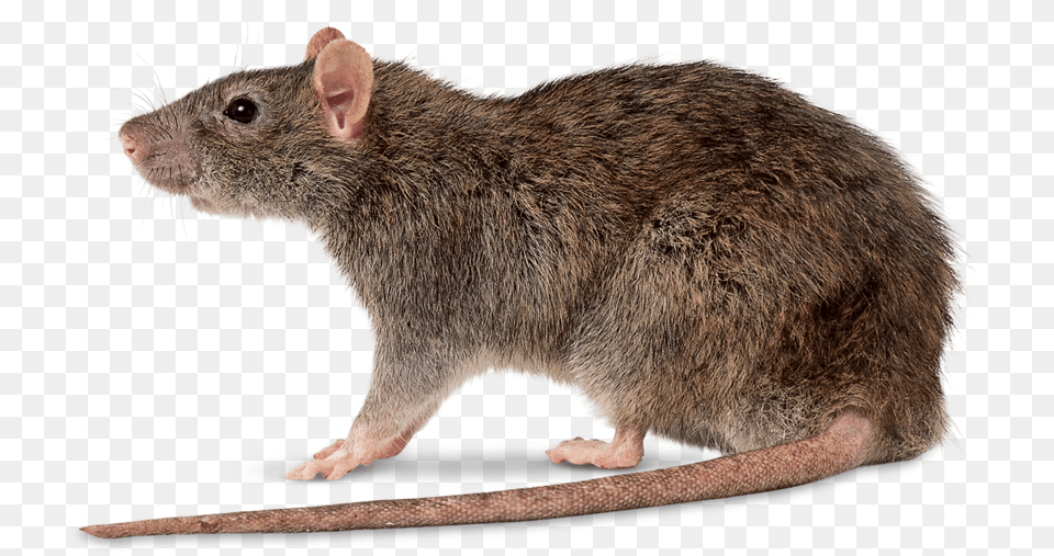 Rat Control By Swat Pest Control Ltd Rattus Norvegicus, Animal, Mammal, Rodent Png Image