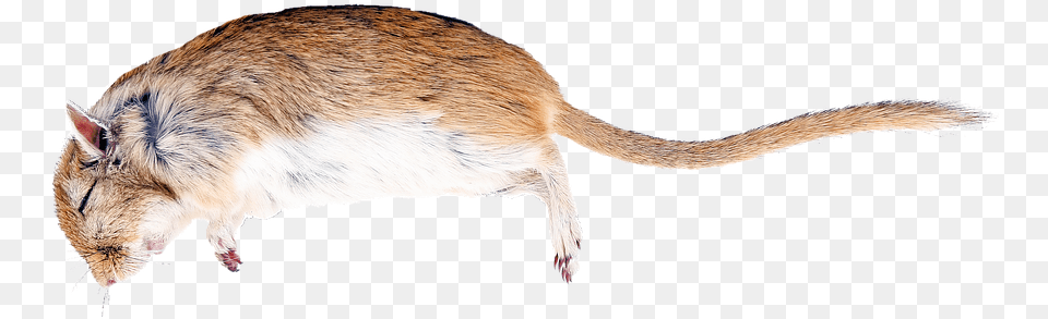 Rat Death Creature Nature Die Mammal Dead Mouse Transparent Background, Animal, Rodent, Cat, Pet Png