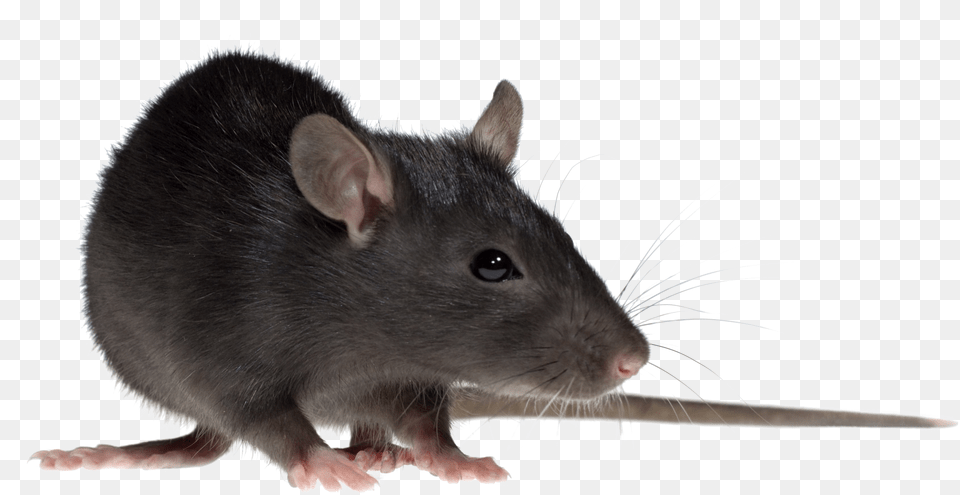 Rat Download Image Rat With No Background, Animal, Mammal, Rodent Free Png