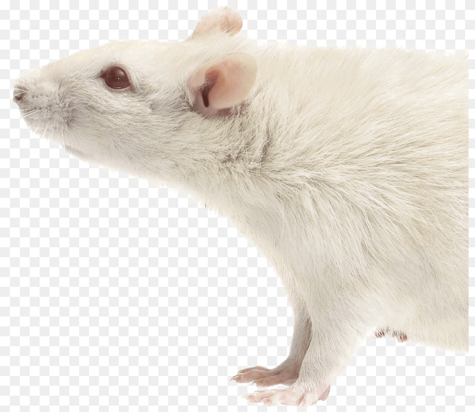 Rat Download Transparent Mouse, Animal, Mammal, Rodent Png Image