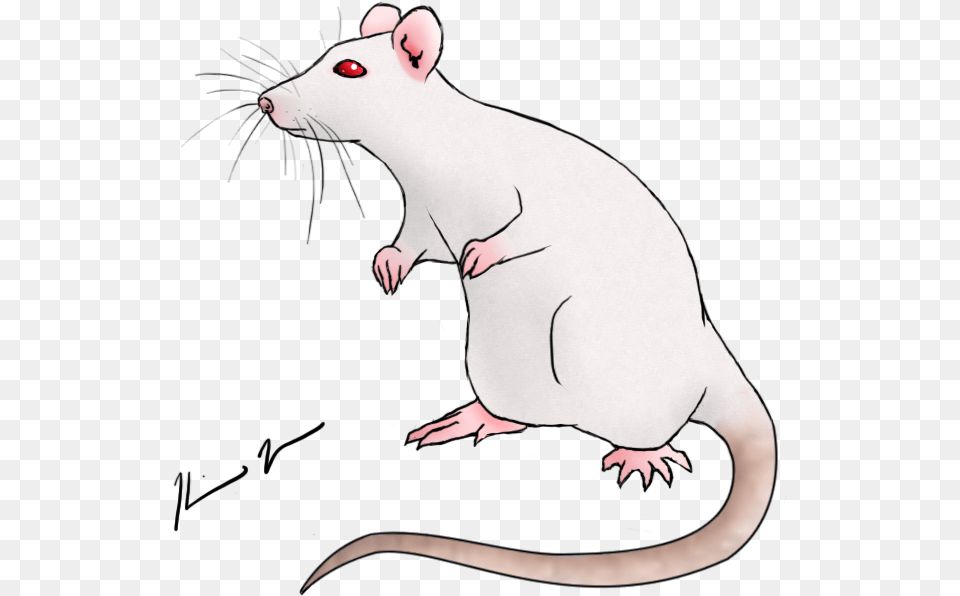 Rat Drawing At Getdrawings, Animal, Mammal, Bear, Wildlife Png Image