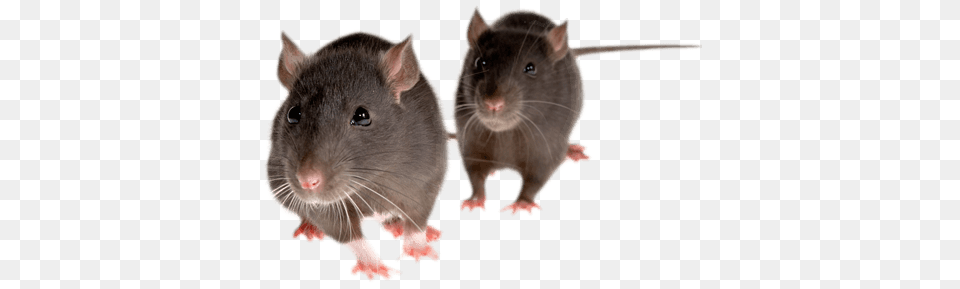 Rat Duo Front, Animal, Mammal, Rodent Free Png