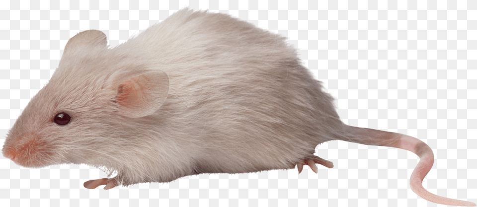 Rat File Mish, Animal, Mammal, Rodent, Computer Hardware Free Png