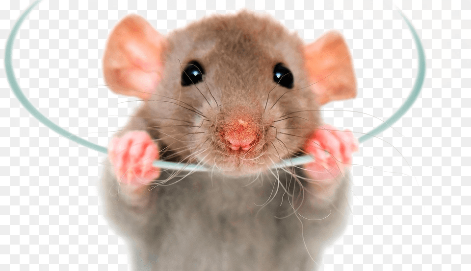 Rat Image Dumbo Rat, Animal, Mammal, Rodent Free Transparent Png