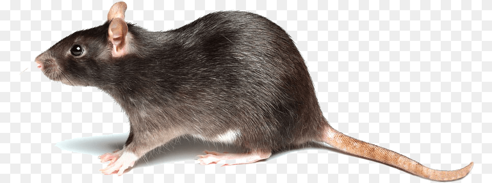 Rat Is Short For Ratthew, Animal, Mammal, Rodent Free Png