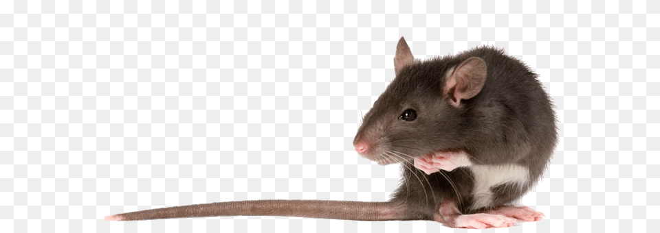 Rat Left, Animal, Mammal, Rodent Png Image