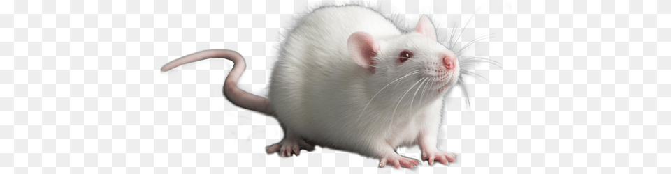 Rat Module Rat, Animal, Mammal, Rodent Free Png