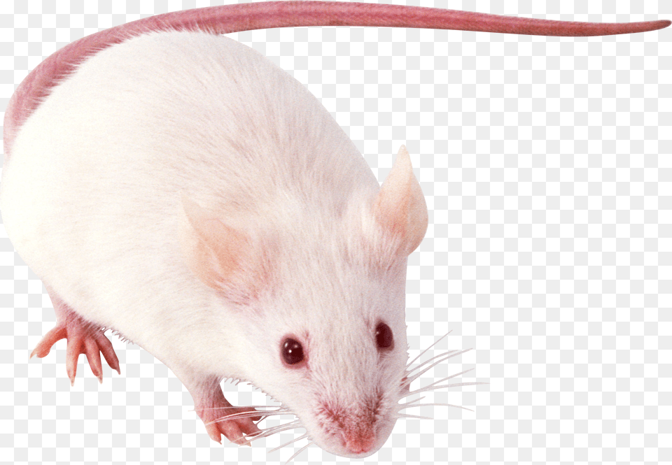 Rat Mouse, Animal, Mammal, Rodent, Computer Hardware Free Transparent Png