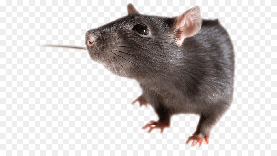 Rat Mouse, Animal, Mammal, Rodent Png