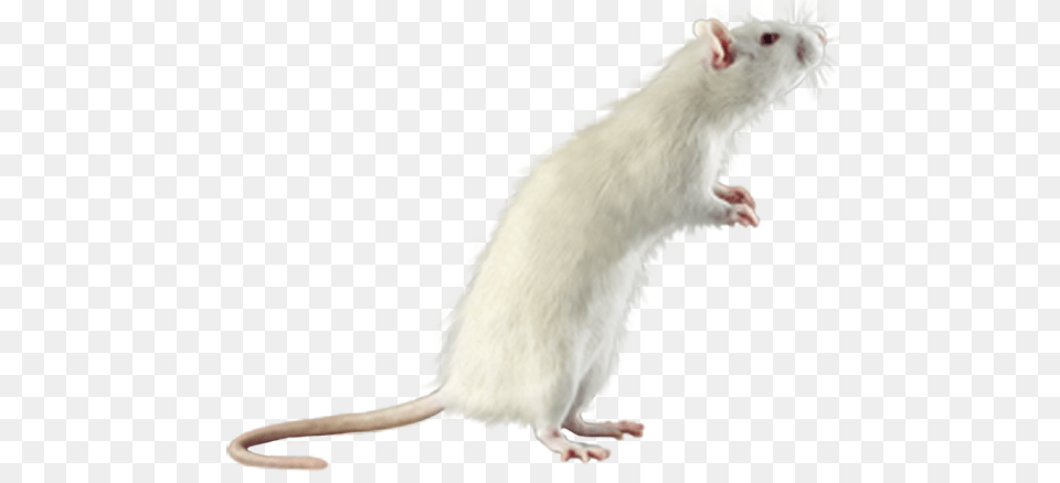 Rat Mouse, Animal, Mammal, Rodent Free Transparent Png