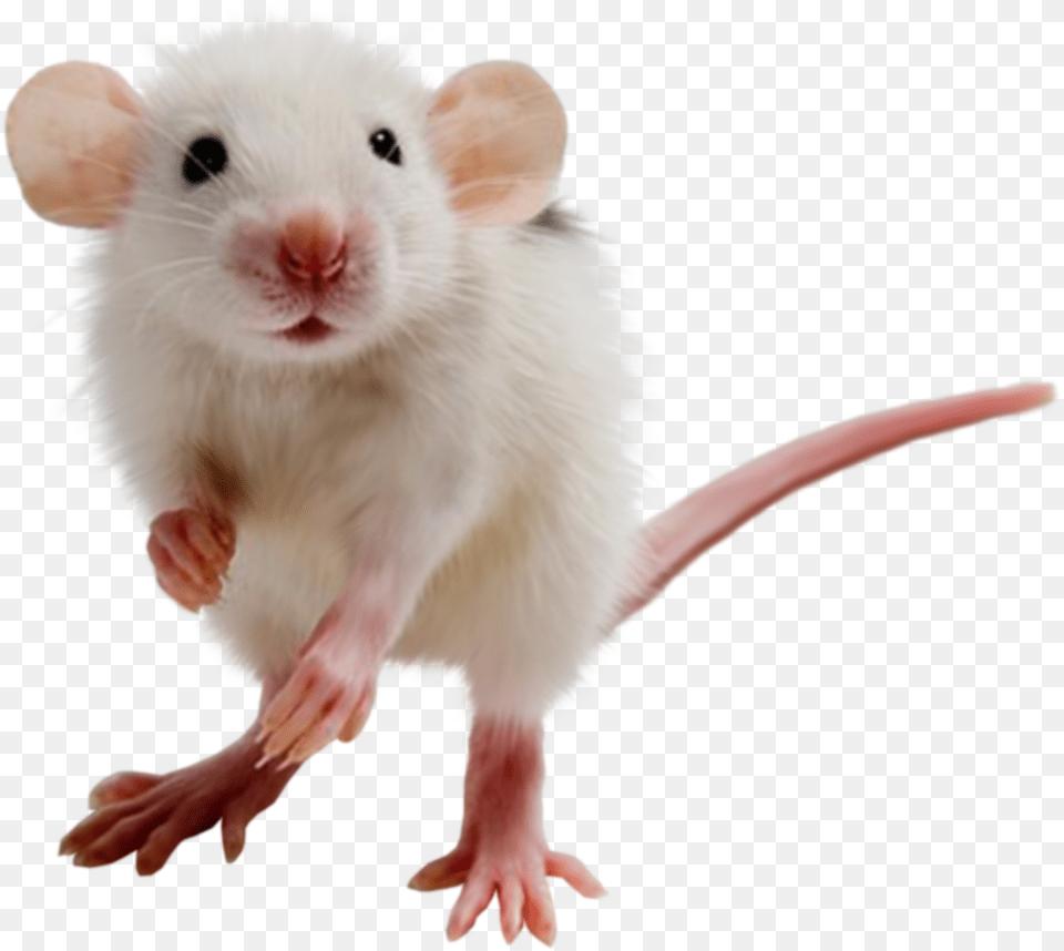 Rat Mouse, Animal, Mammal, Rodent, Computer Hardware Free Transparent Png