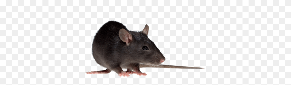 Rat Mouse, Animal, Mammal, Rodent Png