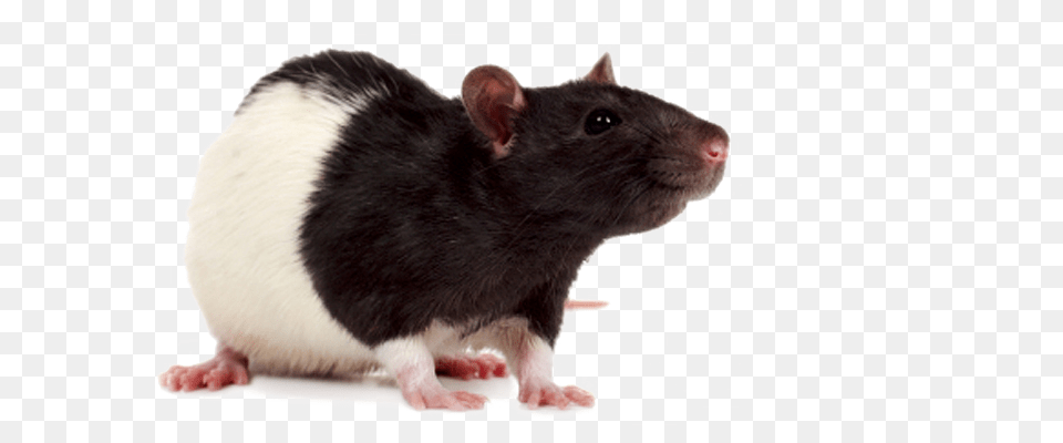 Rat Mouse, Animal, Mammal, Rodent Free Png Download