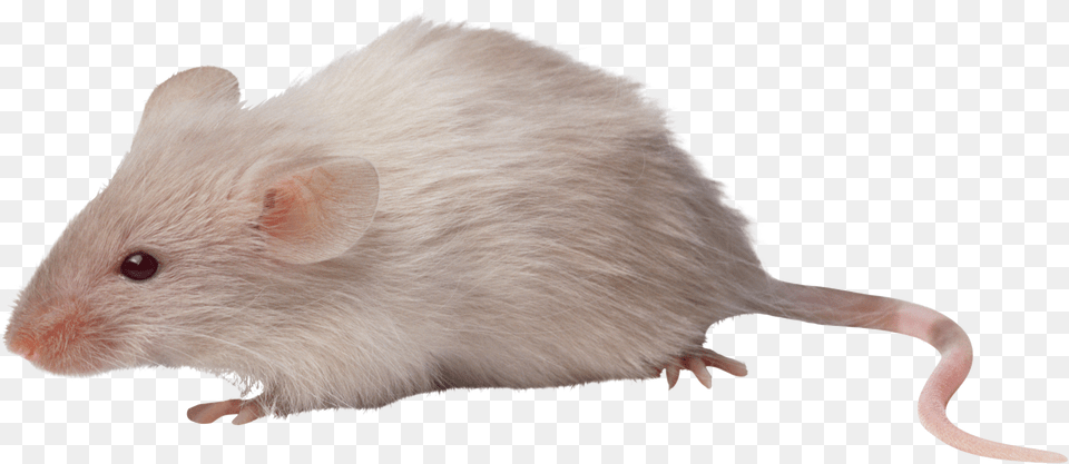 Rat Mouse, Animal, Mammal, Rodent, Computer Hardware Free Transparent Png