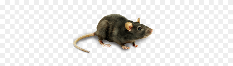 Rat Mouse, Animal, Mammal, Rodent Free Png