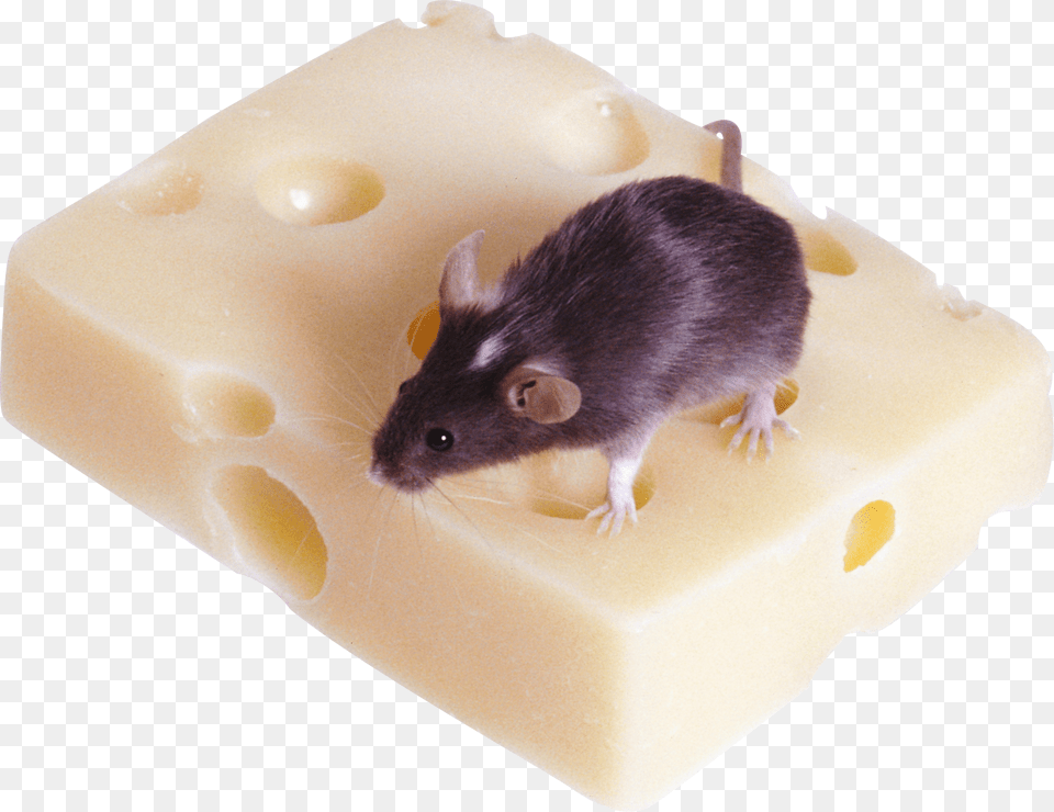 Rat Mouse, Animal, Mammal, Rodent Png Image