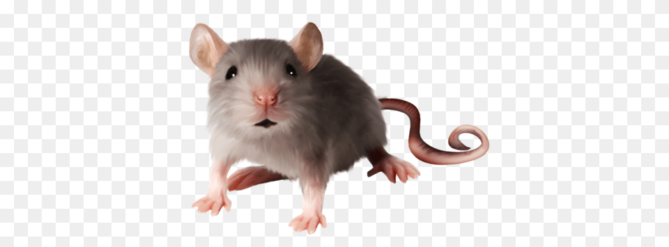 Rat Mouse, Animal, Mammal, Rodent Free Transparent Png