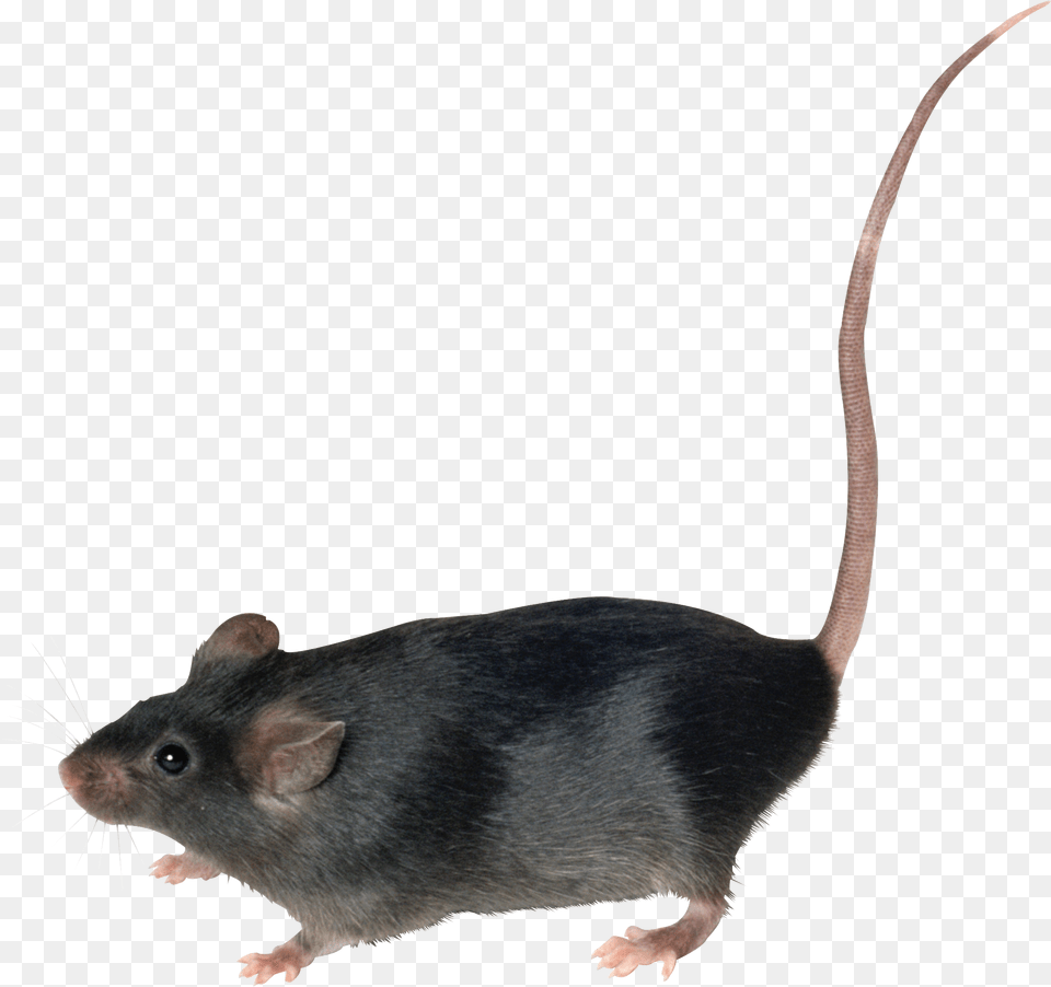 Rat Mouse, Animal, Mammal, Rodent, Computer Hardware Free Png