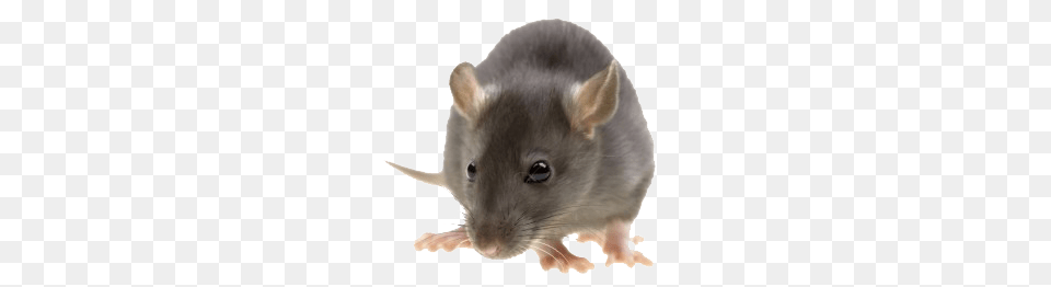 Rat Mouse, Animal, Mammal, Rodent Free Png