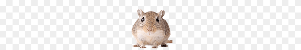 Rat Mouse, Animal, Mammal, Rodent, Pet Free Transparent Png