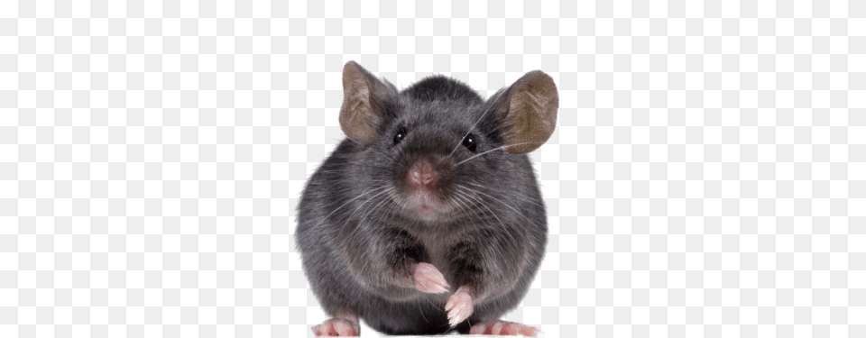 Rat Mouse, Animal, Mammal, Rodent Free Png