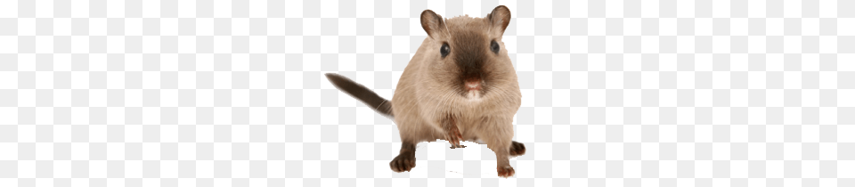 Rat Mouse, Animal, Mammal, Rodent, Pet Free Png Download