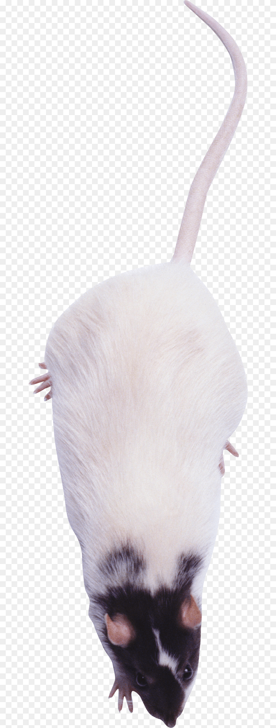 Rat Mouse, Animal, Mammal, Rodent, Computer Hardware Free Png