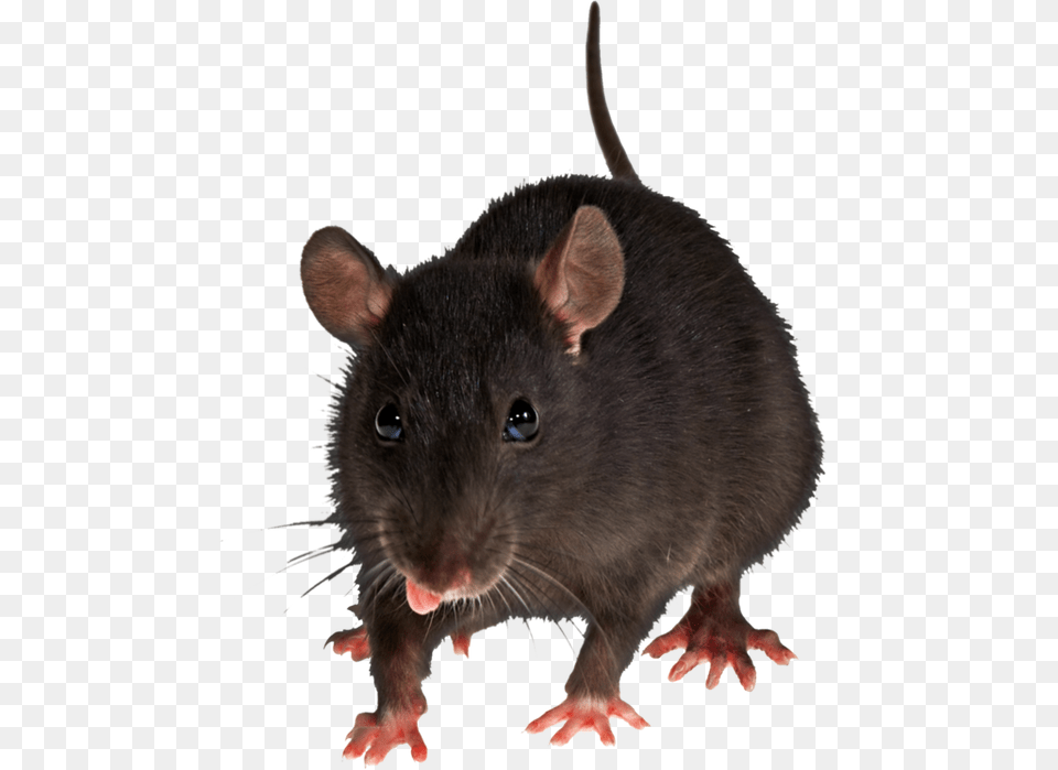 Rat Mouse, Animal, Mammal, Rodent Free Png Download