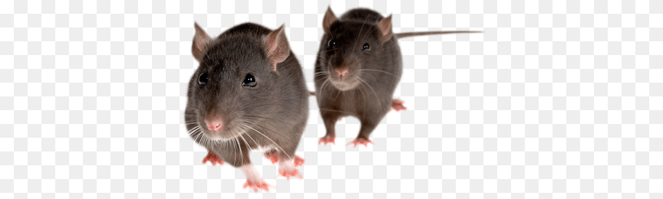 Rat Mouse, Animal, Mammal, Rodent Free Png