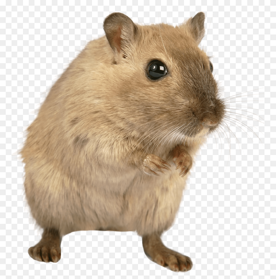 Rat Mouse, Animal, Mammal, Rodent, Pet Png Image