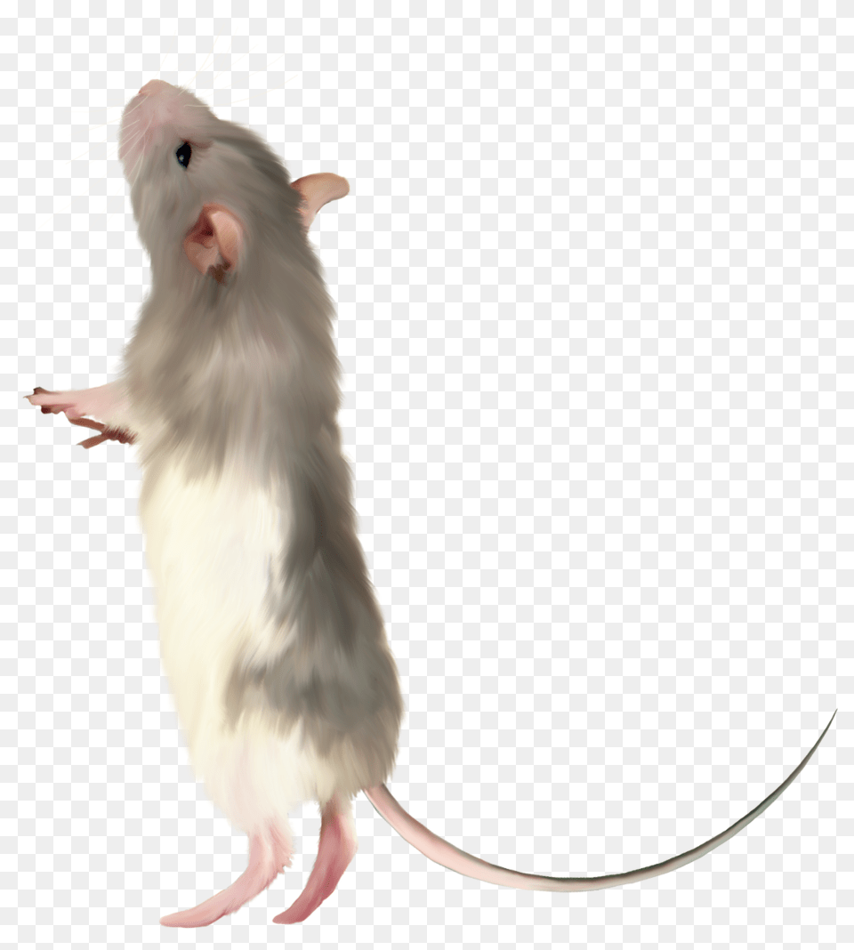 Rat Mouse, Animal, Mammal, Rodent, Bird Free Png