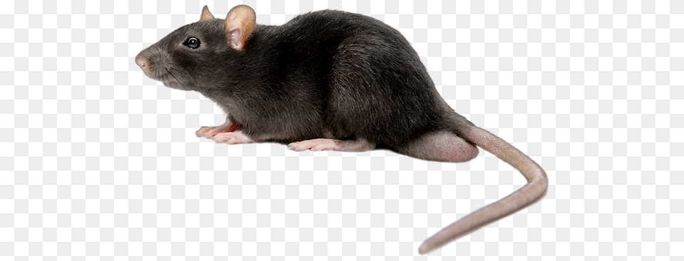 Rat Mouse, Animal, Mammal, Rodent Png Image