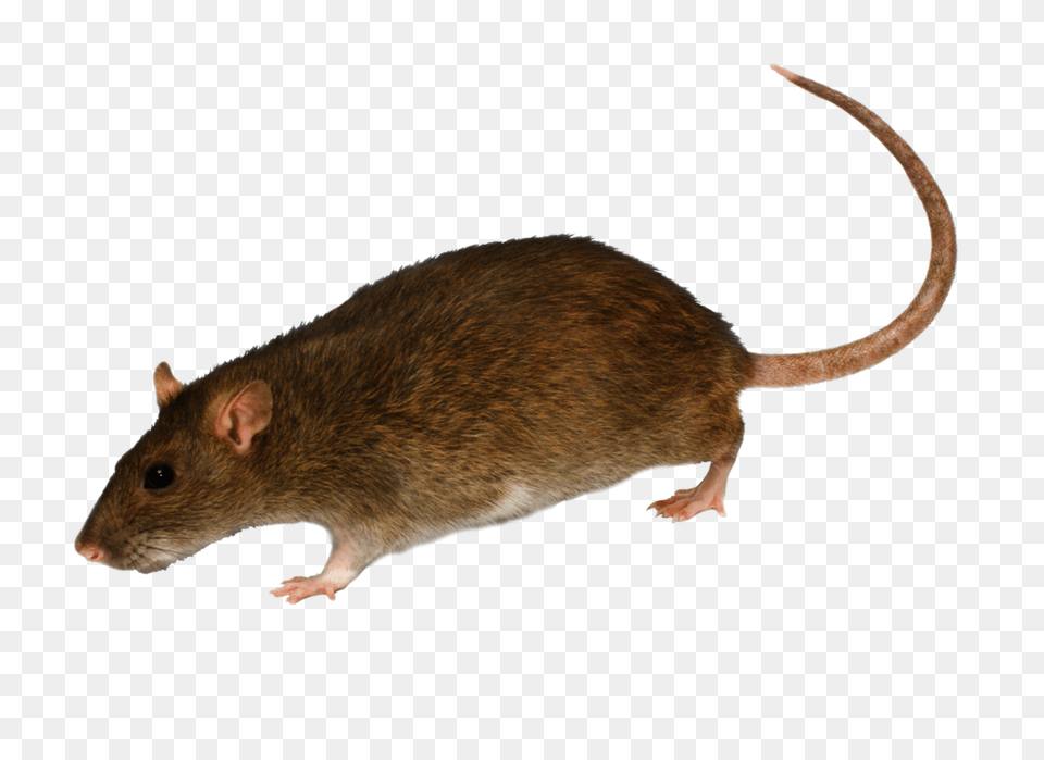 Rat Mouse, Animal, Mammal, Rodent Free Transparent Png