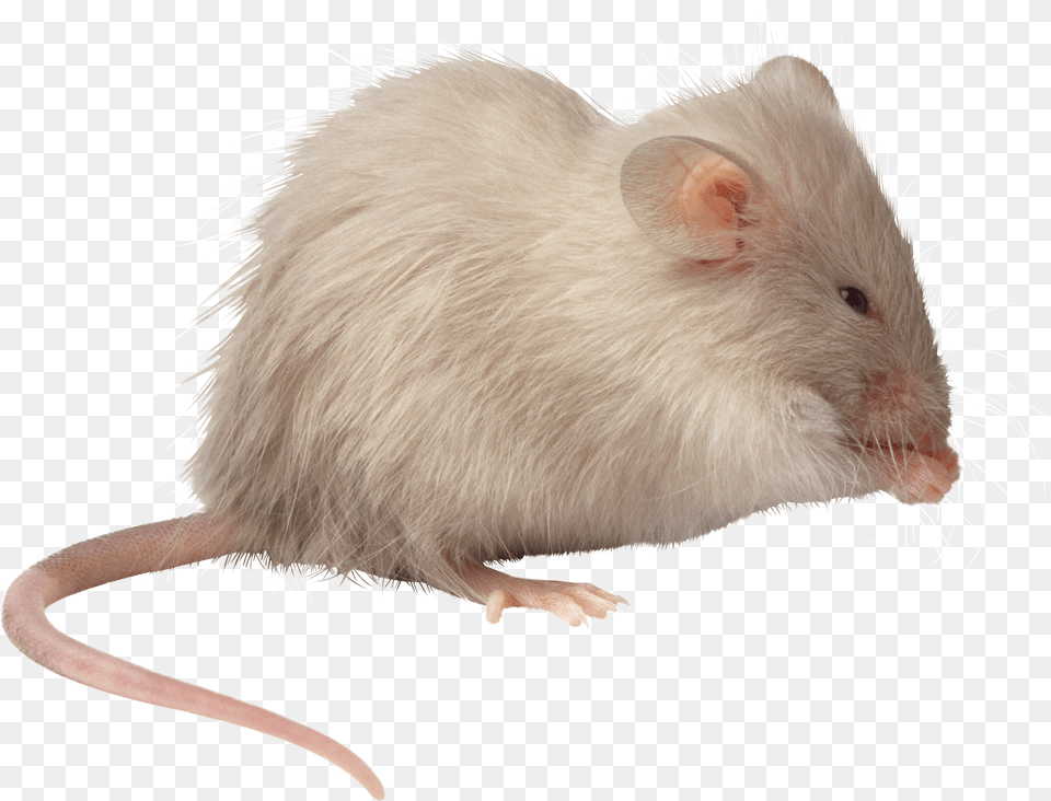 Rat Mouse Free Png Download