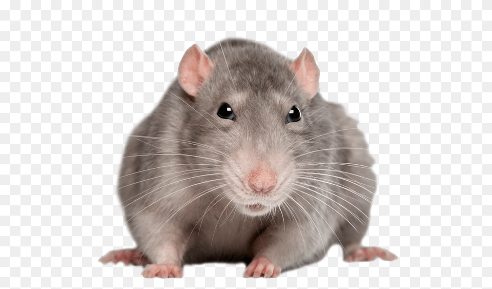 Rat Mouse, Animal, Mammal, Rodent Free Png