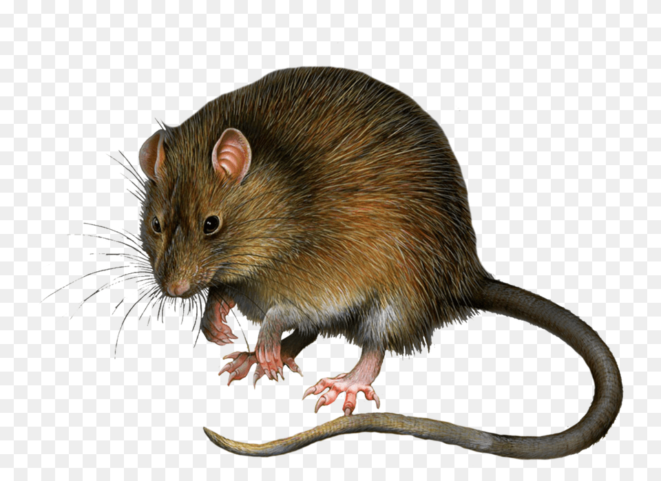 Rat Mouse, Animal, Mammal, Rodent Free Transparent Png