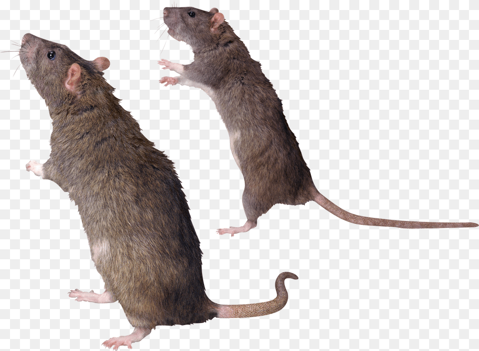 Rat Mouse, Animal, Mammal, Rodent Free Png Download