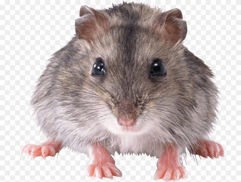 Rat Mouse, Animal, Mammal, Rodent, Pet Png Image