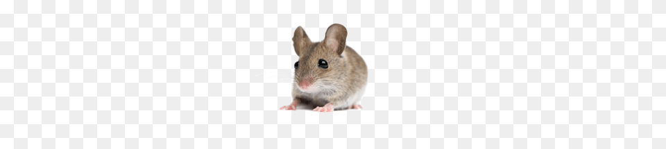 Rat Mouse, Animal, Mammal, Rodent, Computer Hardware Free Transparent Png