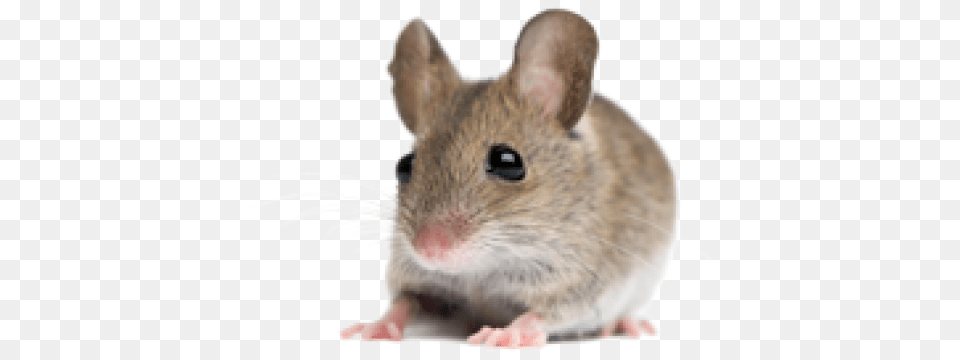 Rat Mouse Cute Mice, Animal, Mammal, Rodent, Pet Free Png Download