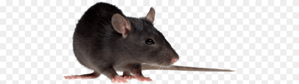 Rat Mouse Free Download House Rat, Animal, Mammal, Rodent Png Image