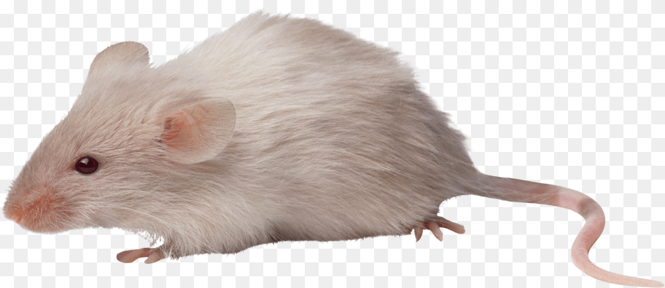 Rat Mouse Icon Clipart Mouse Animals, Animal, Mammal, Rodent, Computer Hardware Png