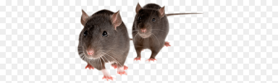 Rat Mouse Picture Mice, Animal, Mammal, Rodent Free Transparent Png