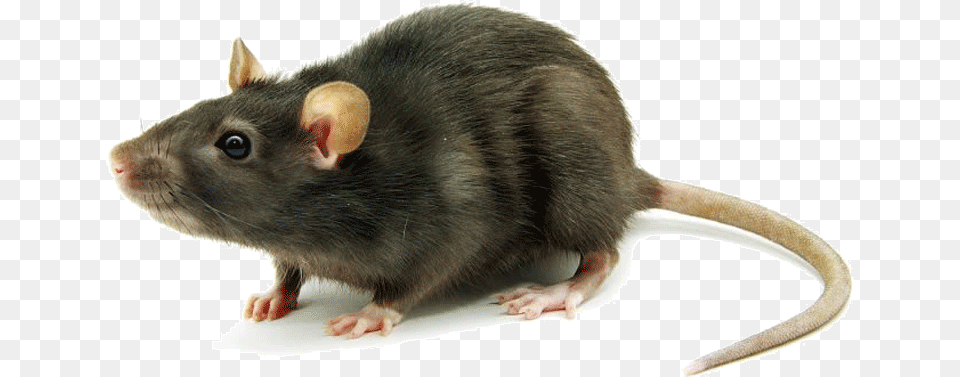 Rat Mouse Transparent Rat Mouse Marron Colores De Ratas, Animal, Mammal, Rodent Png Image