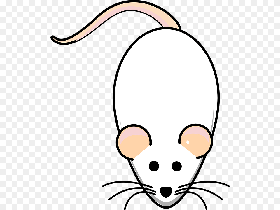 Rat Mouse White Albino Animal Mammal Lab Biology Animasi Tikus Putih, Computer Hardware, Electronics, Hardware Png Image