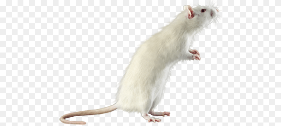 Rat Mouse White White Mouse Transparent Background, Animal, Mammal, Rodent Free Png