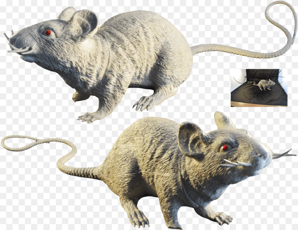 Rat Murids Mouse Muridae Wildlife Image With Rat, Animal, Mammal, Rodent, Bear Free Png Download